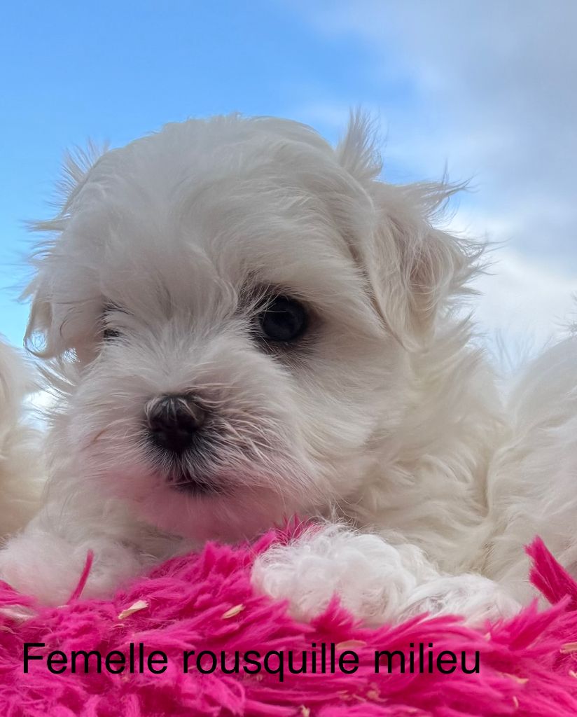 de la Vigne del Rey - Chiot disponible  - Bichon maltais