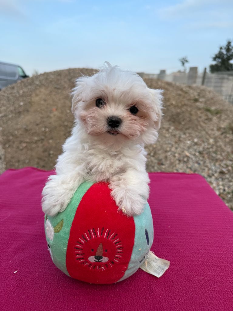 de la Vigne del Rey - Chiot disponible  - Bichon maltais