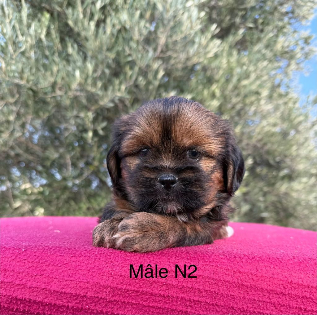 de la Vigne del Rey - Chiot disponible  - Lhassa Apso