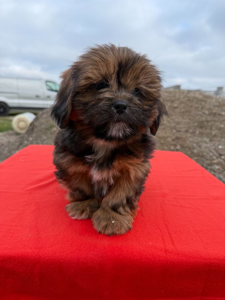 de la Vigne del Rey - Chiot disponible  - Lhassa Apso