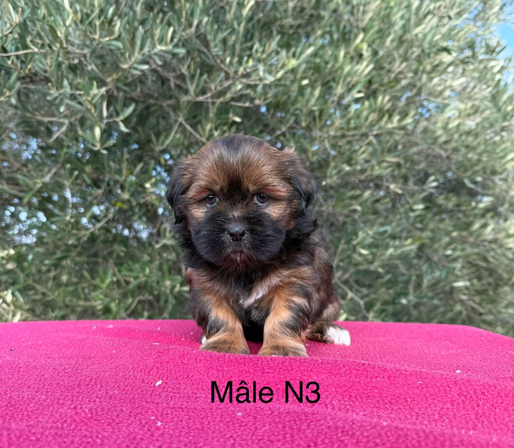 de la Vigne del Rey - Chiot disponible  - Lhassa Apso