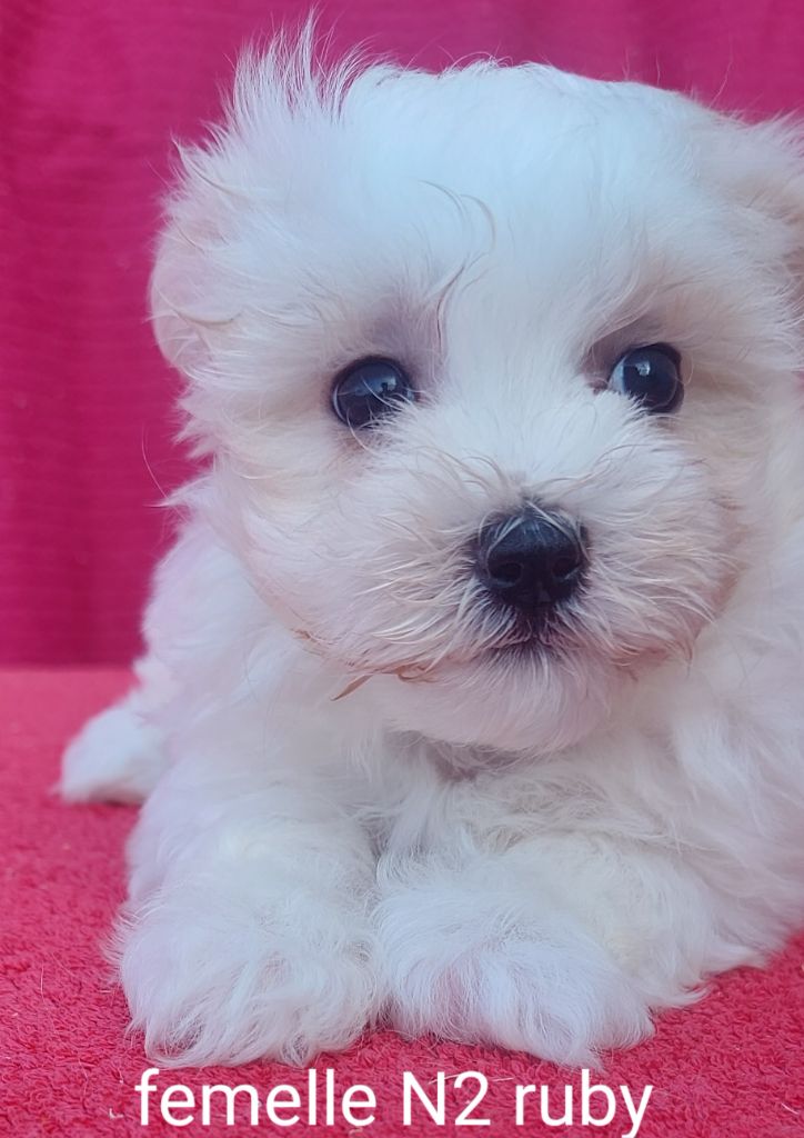 de la Vigne del Rey - Chiot disponible  - Bichon maltais