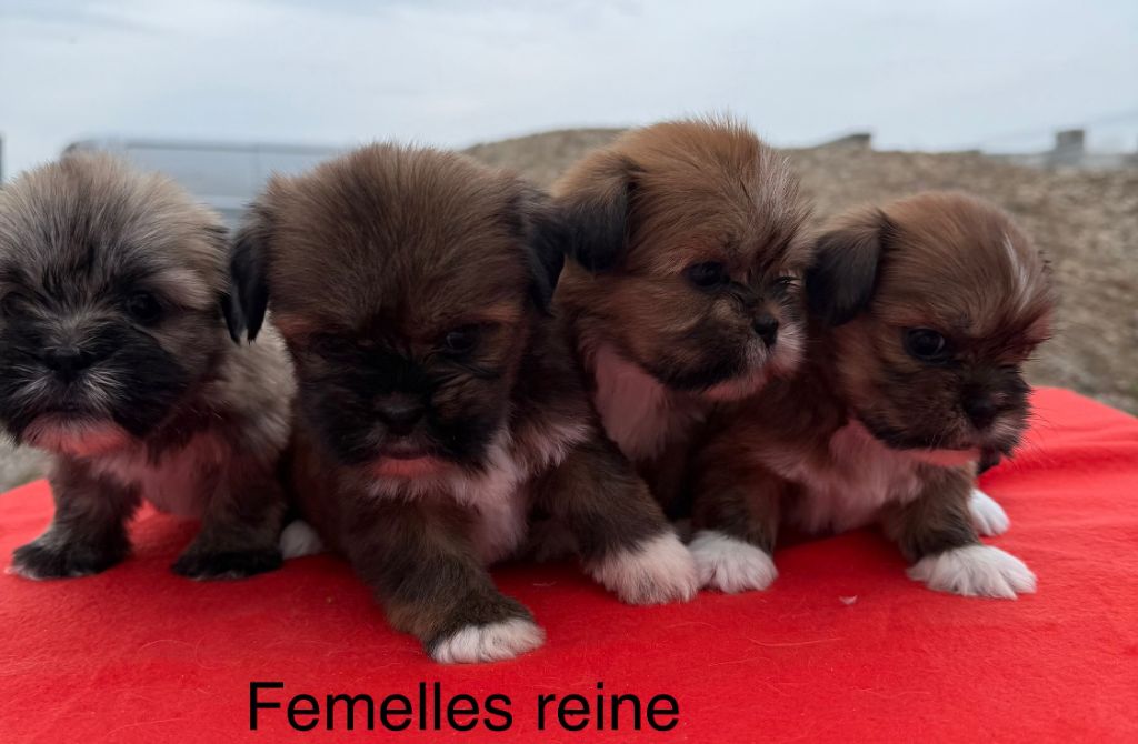 de la Vigne del Rey - Chiot disponible  - Lhassa Apso