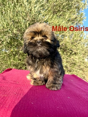 de la Vigne del Rey - Lhassa Apso - Portée née le 16/08/2024