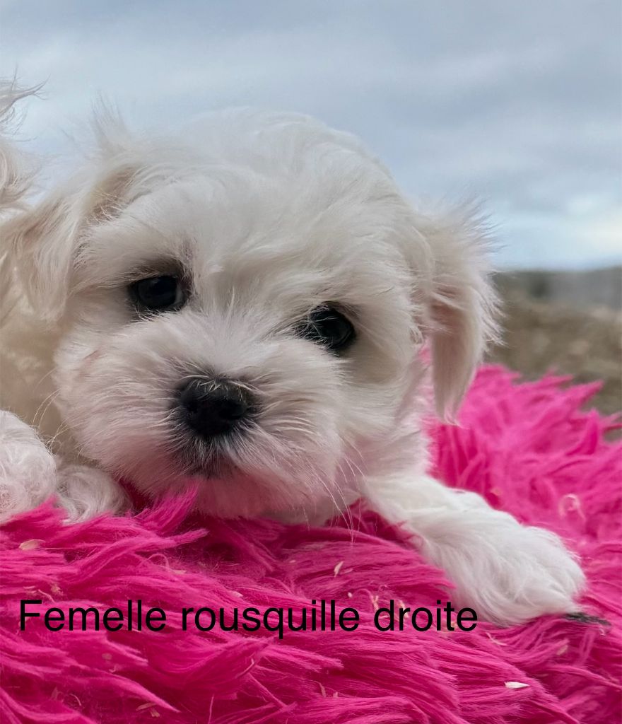 de la Vigne del Rey - Chiot disponible  - Bichon maltais