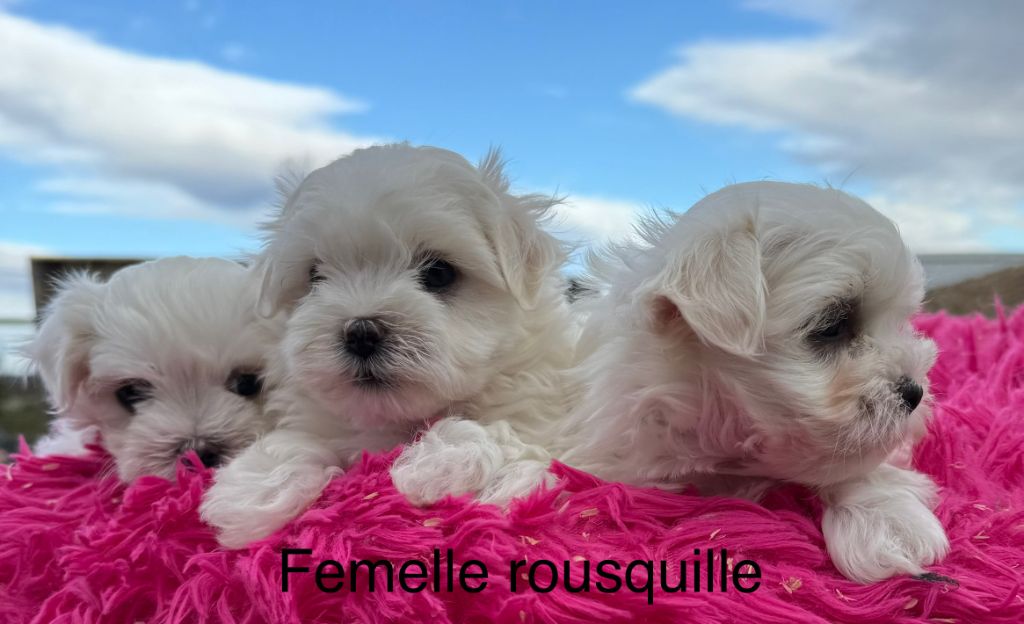 chiot Bichon maltais de la Vigne del Rey