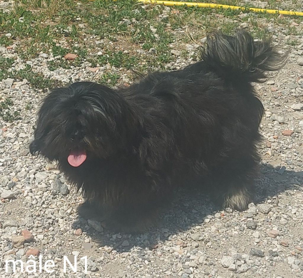 de la Vigne del Rey - Chiot disponible  - Lhassa Apso