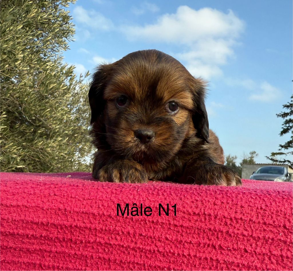 de la Vigne del Rey - Chiot disponible  - Lhassa Apso