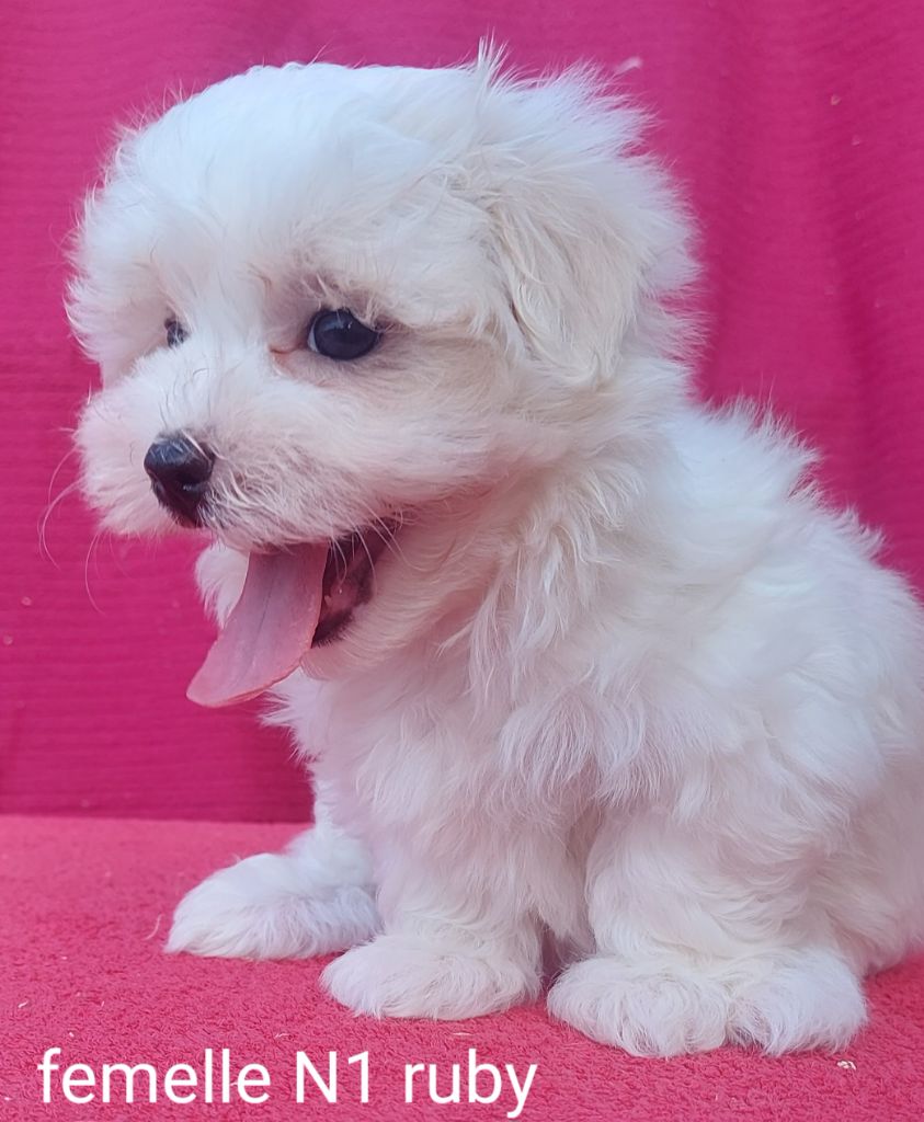 de la Vigne del Rey - Chiot disponible  - Bichon maltais