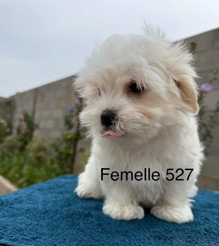 de la Vigne del Rey - Chiots disponibles - Bichon maltais