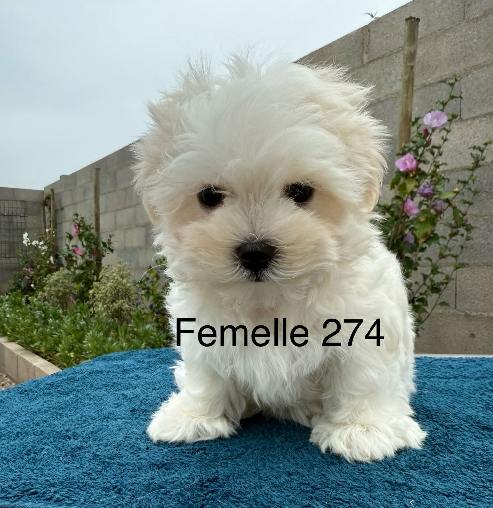 de la Vigne del Rey - Chiots disponibles - Bichon maltais