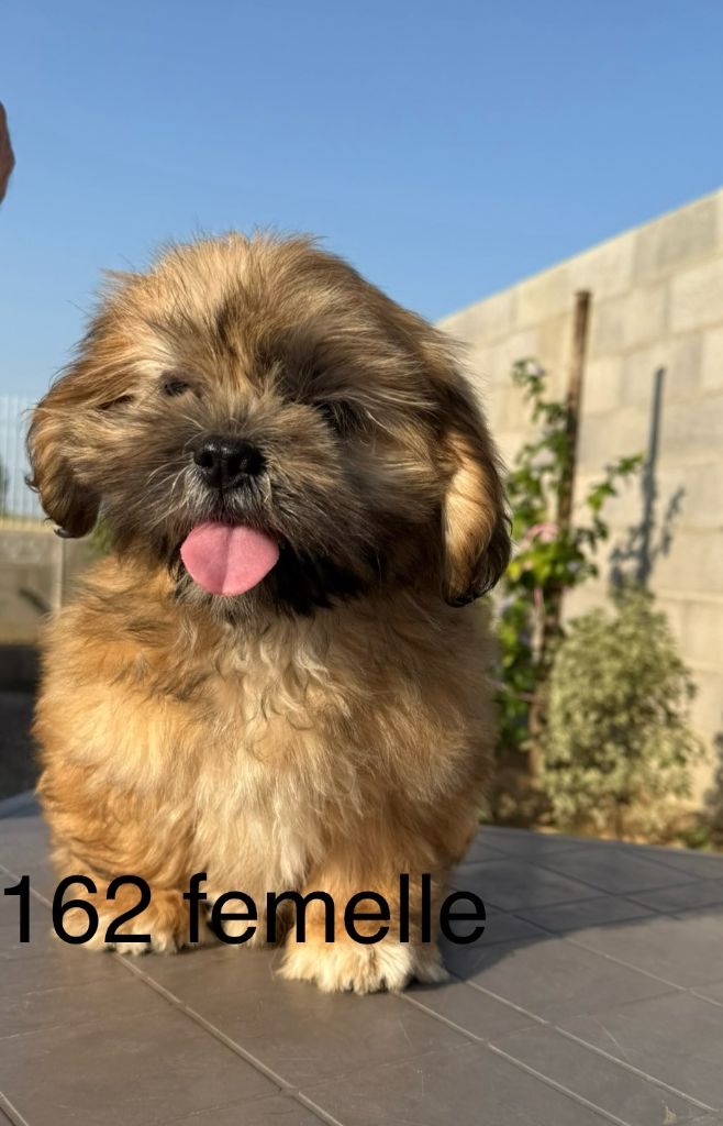 de la Vigne del Rey - Chiots disponibles - Lhassa Apso