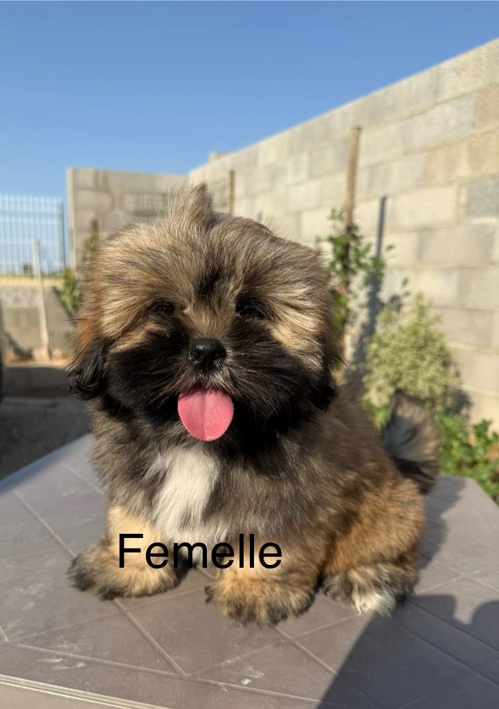 de la Vigne del Rey - Chiots disponibles - Lhassa Apso