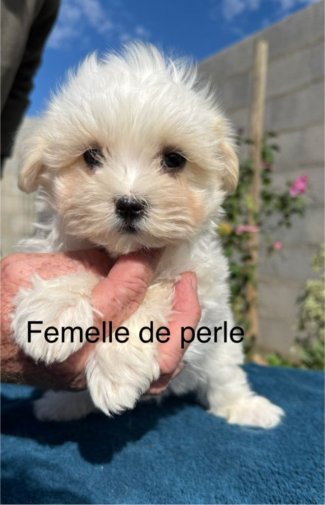 de la Vigne del Rey - Chiots disponibles - Bichon maltais