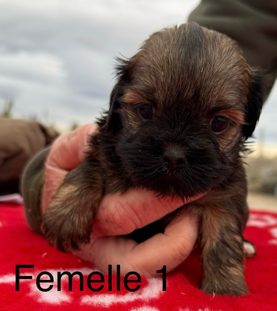 de la Vigne del Rey - Chiots disponibles - Lhassa Apso