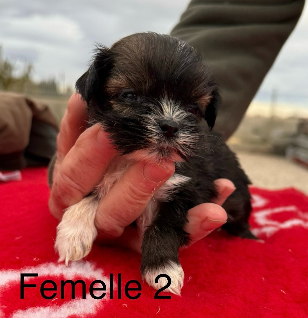 de la Vigne del Rey - Chiots disponibles - Lhassa Apso