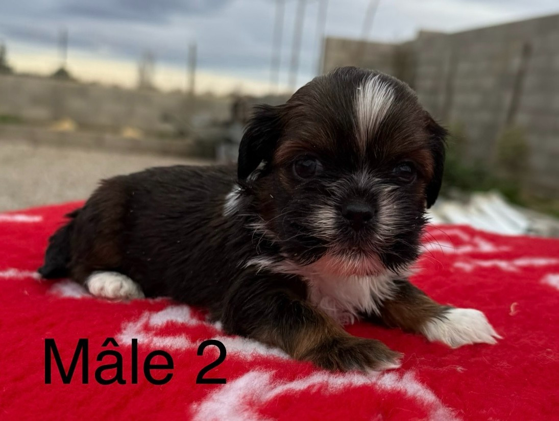 de la Vigne del Rey - Chiots disponibles - Lhassa Apso