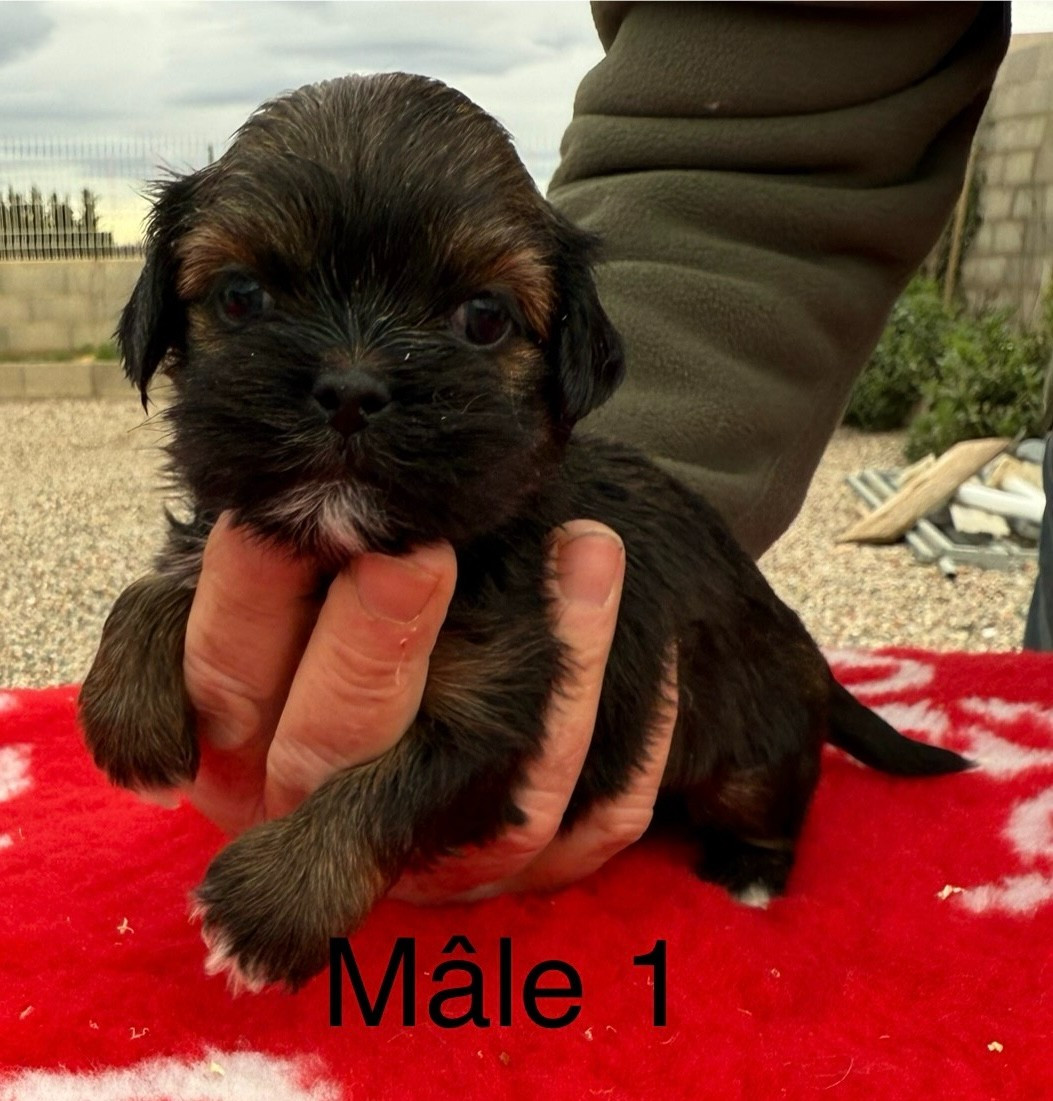 de la Vigne del Rey - Chiots disponibles - Lhassa Apso