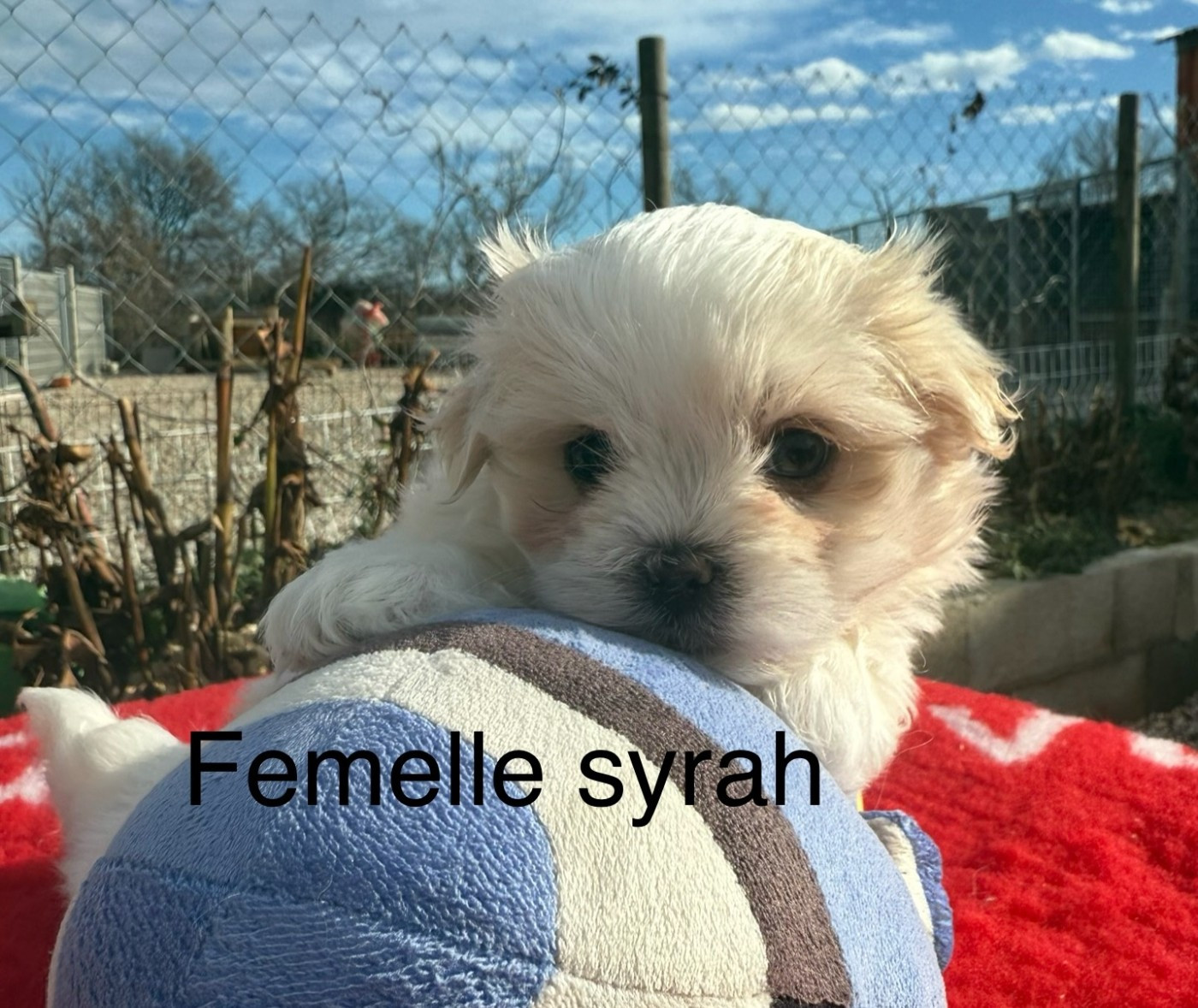 de la Vigne del Rey - Chiots disponibles - Bichon maltais
