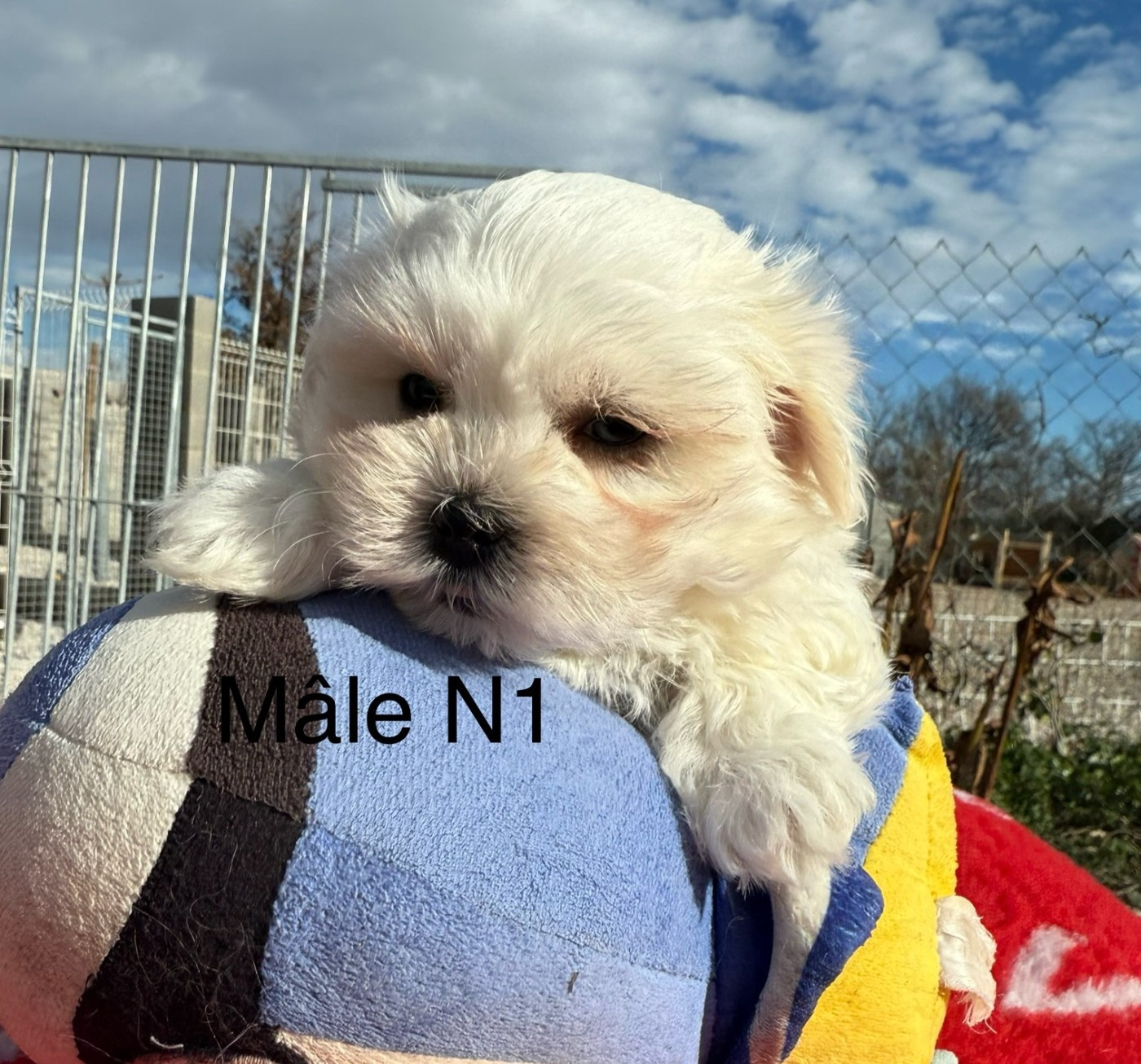 de la Vigne del Rey - Chiots disponibles - Bichon maltais