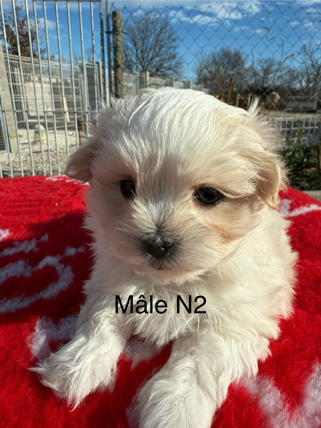 de la Vigne del Rey - Chiots disponibles - Bichon maltais