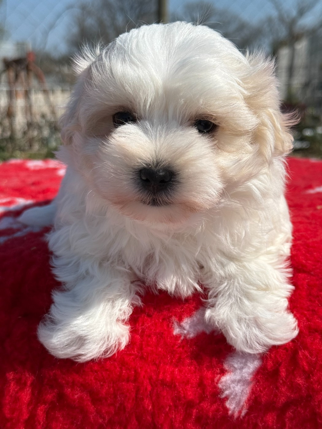 de la Vigne del Rey - Chiots disponibles - Bichon maltais