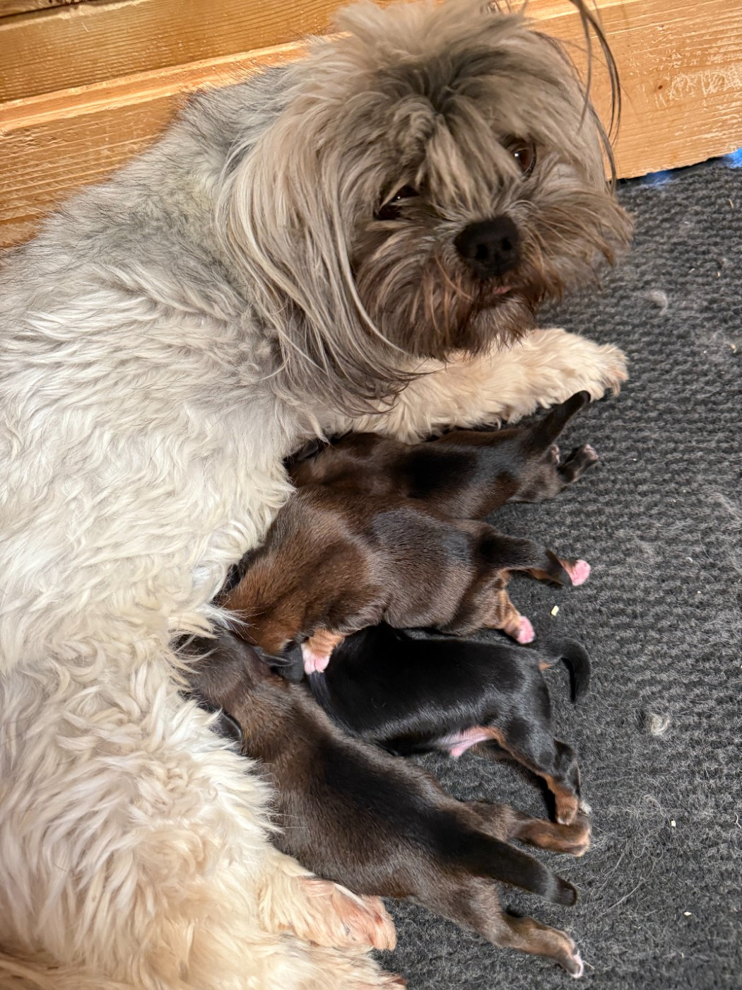 Chiot Lhassa Apso de la Vigne del Rey