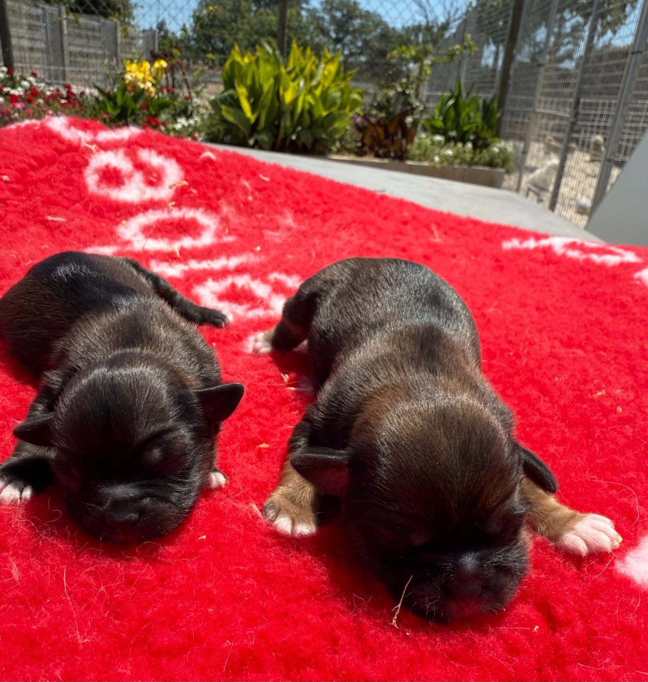 de la Vigne del Rey - Chiots disponibles - Lhassa Apso