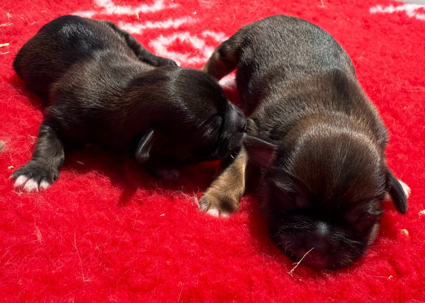 de la Vigne del Rey - Chiots disponibles - Lhassa Apso