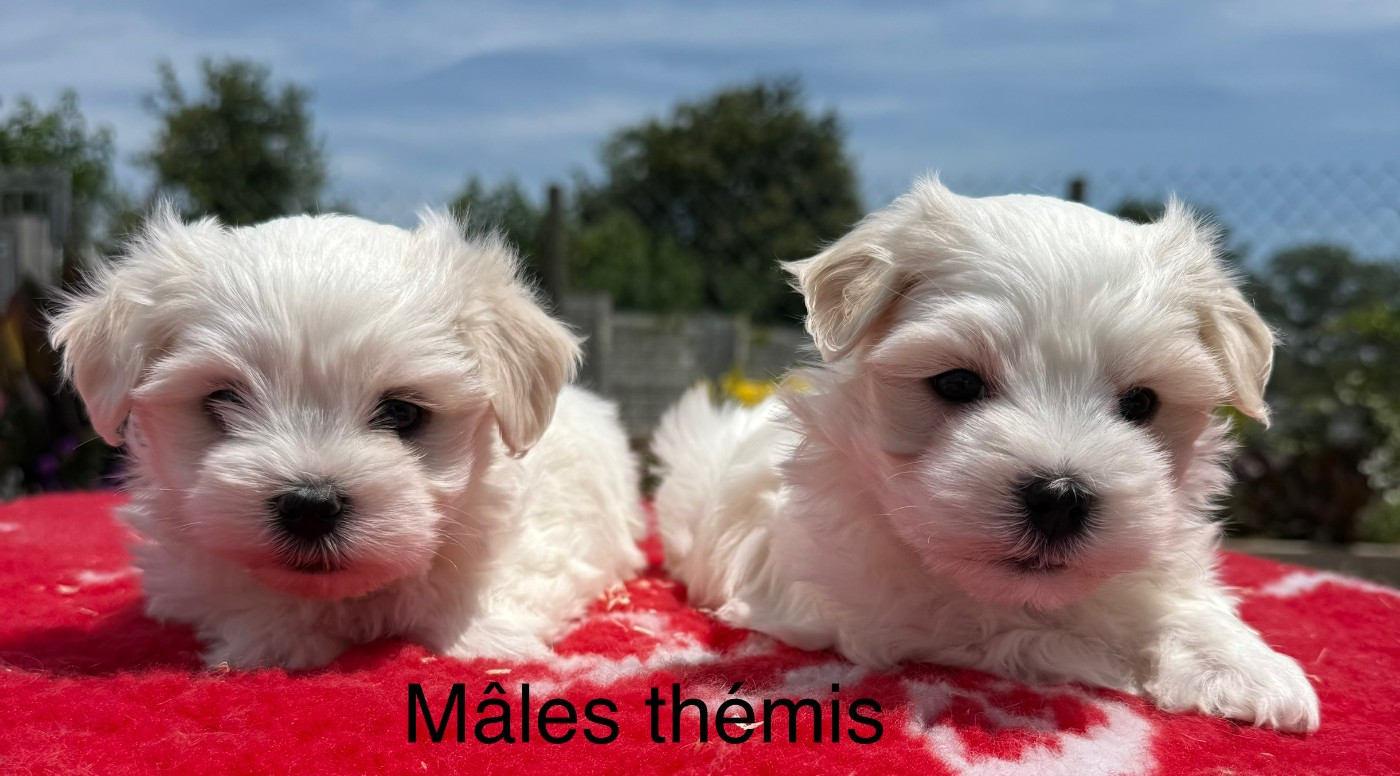 de la Vigne del Rey - Chiots disponibles - Bichon maltais