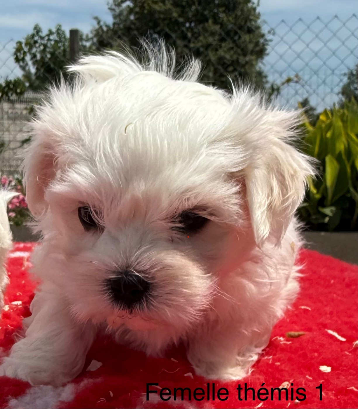 de la Vigne del Rey - Chiots disponibles - Bichon maltais
