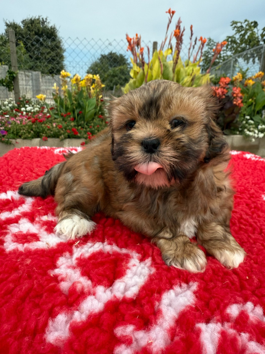 de la Vigne del Rey - Chiots disponibles - Lhassa Apso