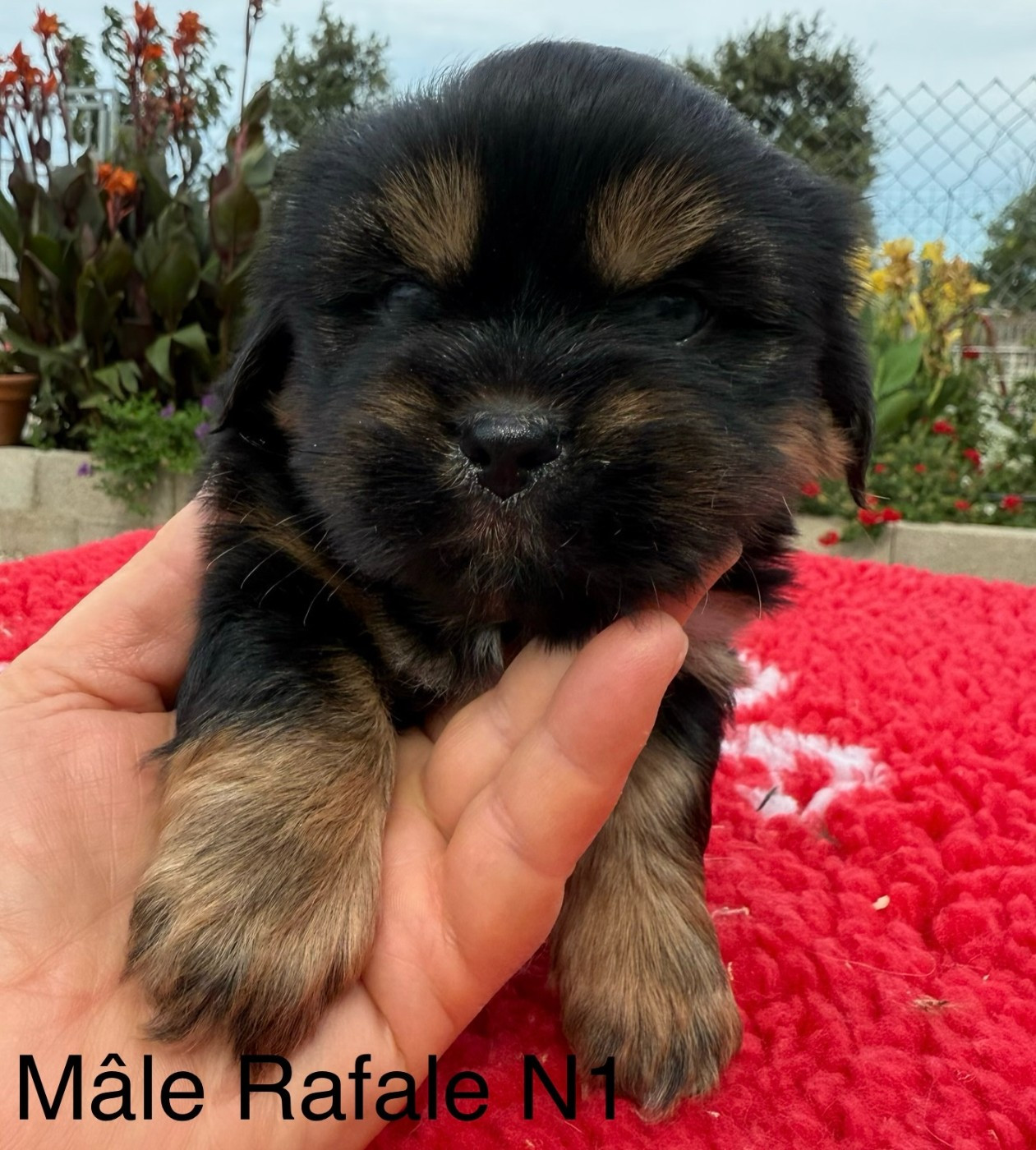 de la Vigne del Rey - Chiots disponibles - Lhassa Apso