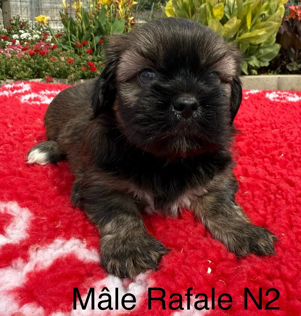 de la Vigne del Rey - Chiots disponibles - Lhassa Apso