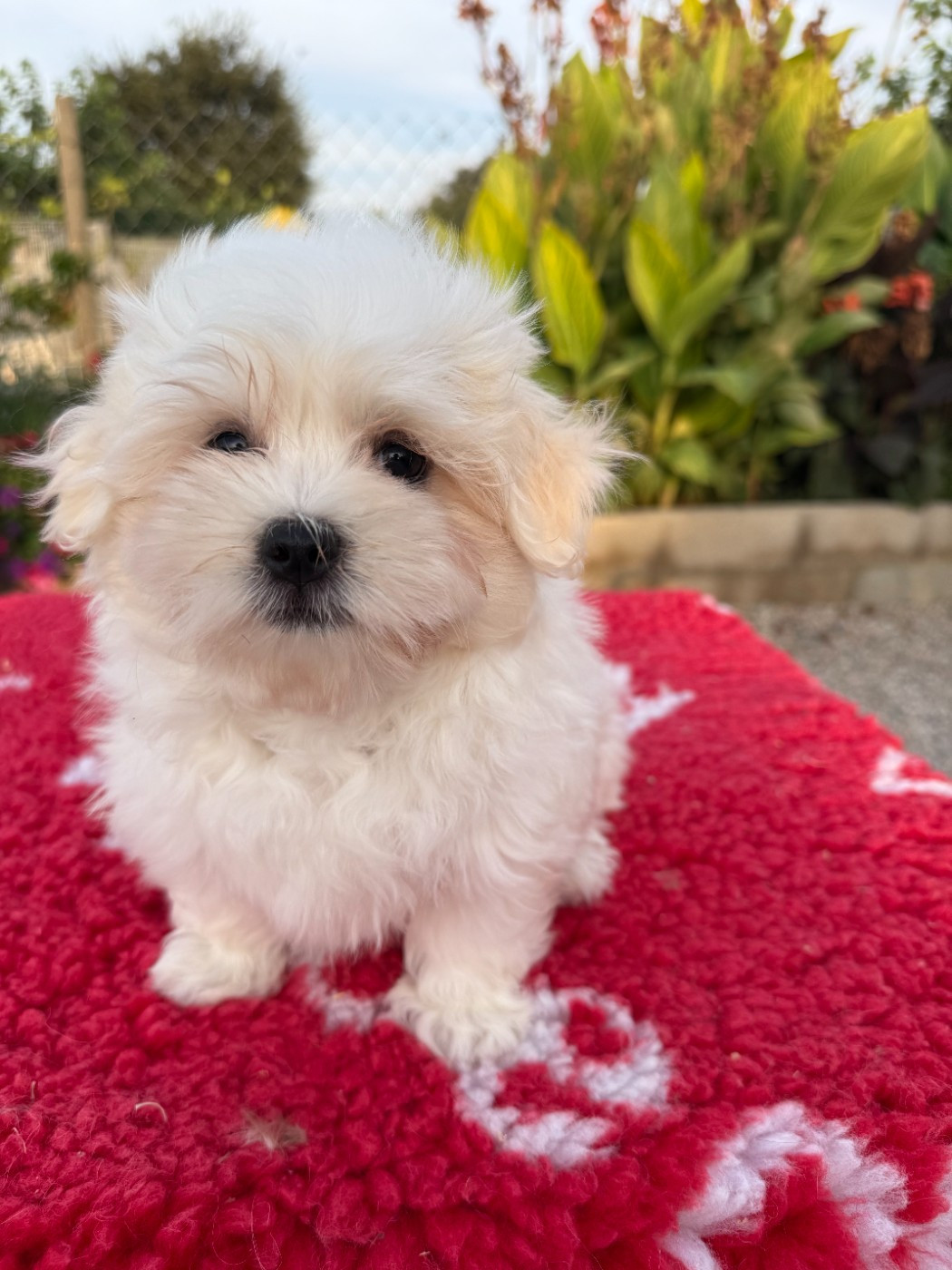 de la Vigne del Rey - Chiots disponibles - Bichon maltais