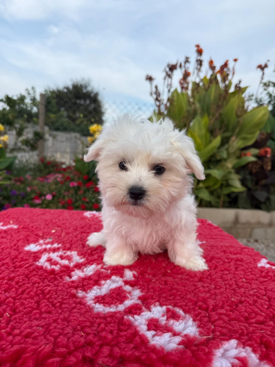 de la Vigne del Rey - Chiots disponibles - Bichon maltais