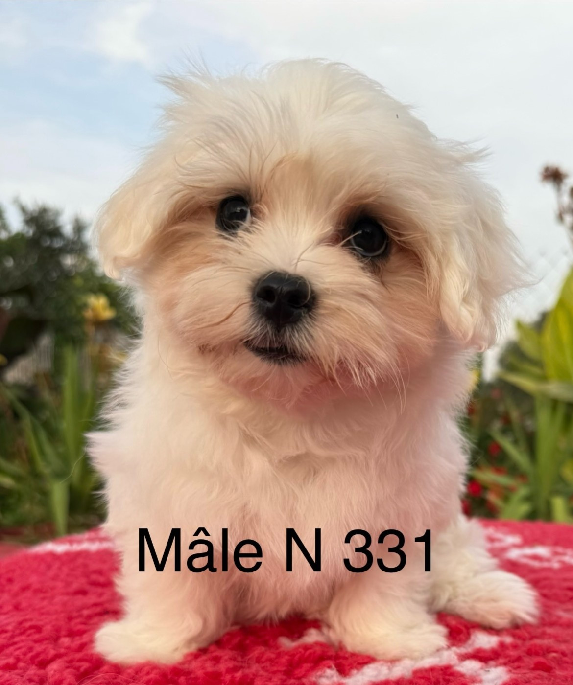 de la Vigne del Rey - Chiots disponibles - Bichon maltais