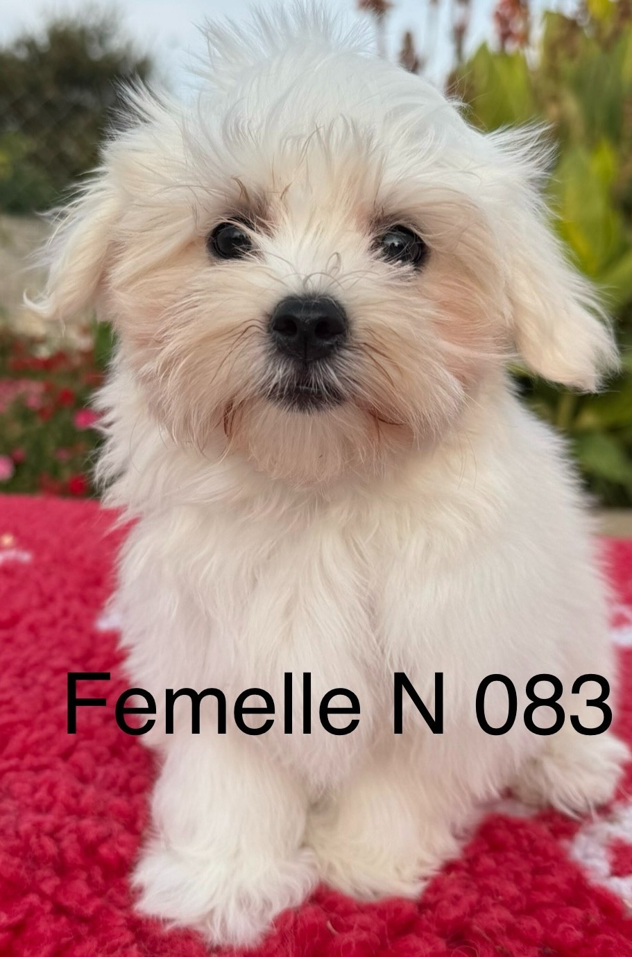 de la Vigne del Rey - Chiots disponibles - Bichon maltais