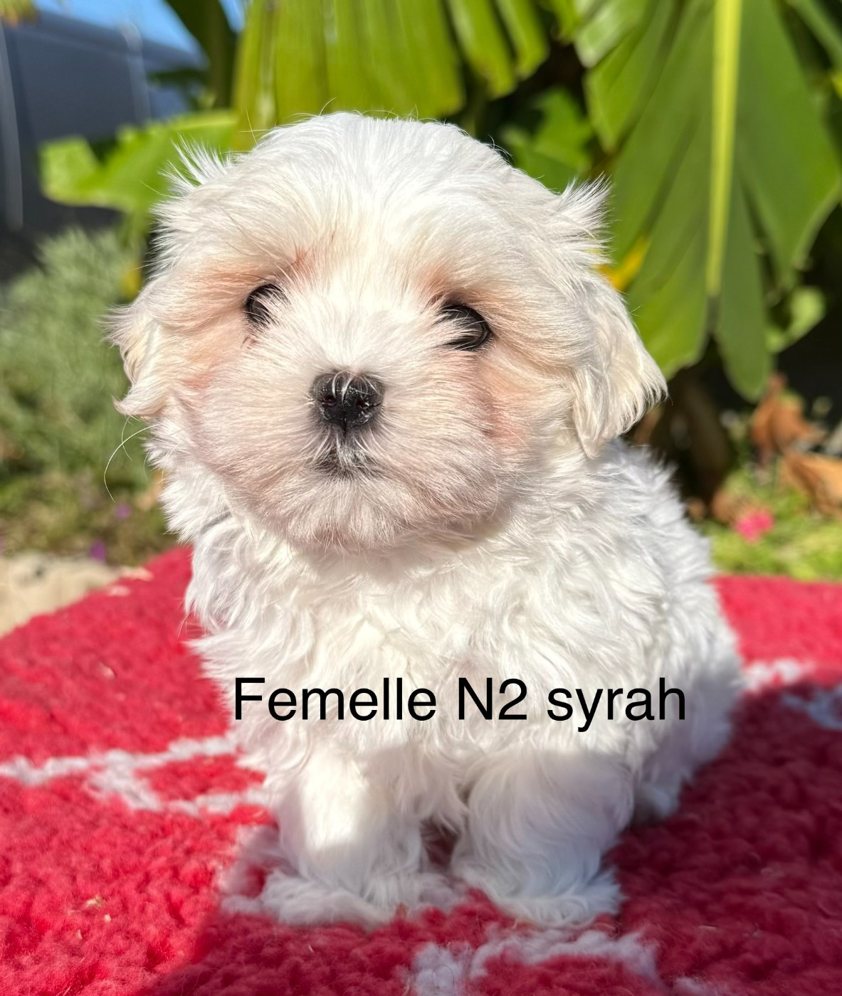 de la Vigne del Rey - Chiots disponibles - Bichon maltais