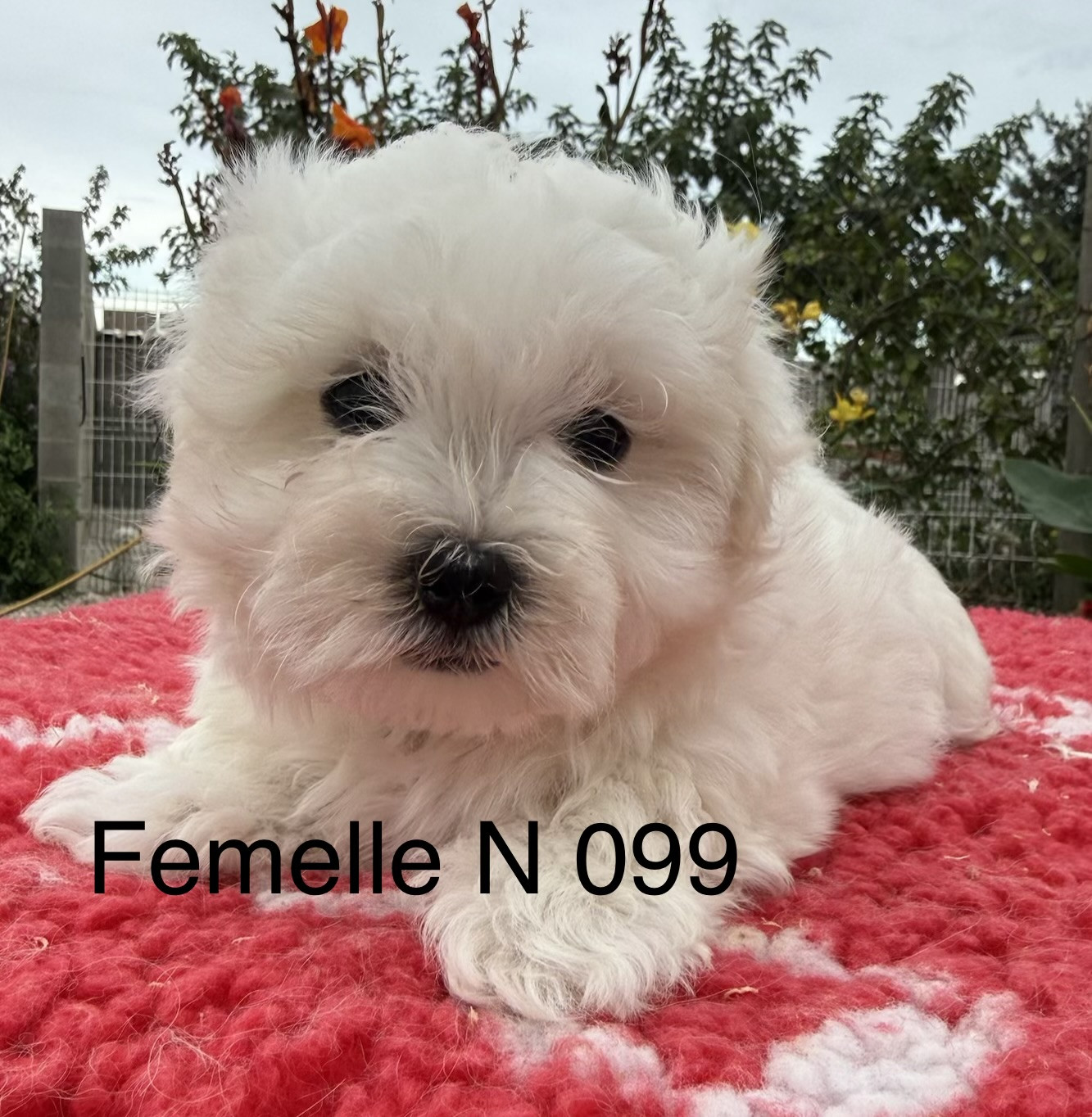 de la Vigne del Rey - Chiots disponibles - Bichon maltais