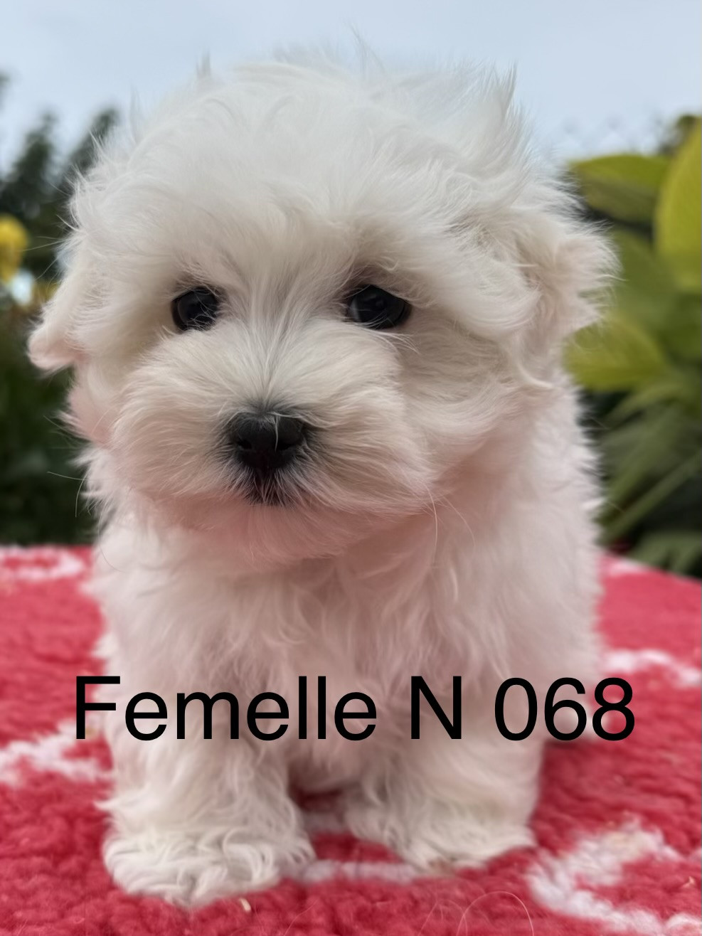 de la Vigne del Rey - Chiots disponibles - Bichon maltais