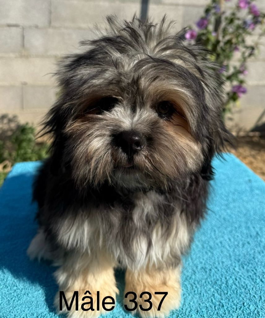 de la Vigne del Rey - Chiots disponibles - Lhassa Apso