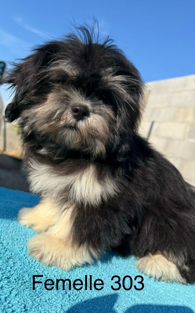 de la Vigne del Rey - Chiots disponibles - Lhassa Apso
