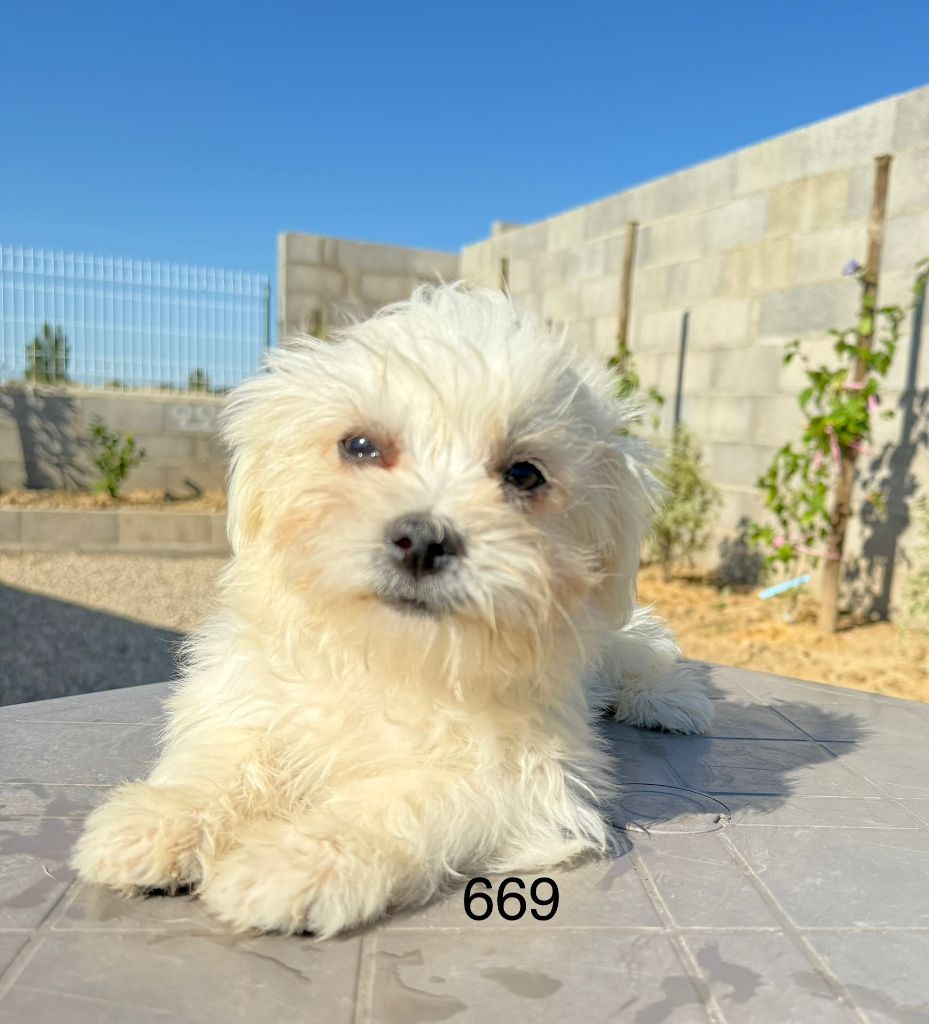 de la Vigne del Rey - Chiots disponibles - Bichon maltais