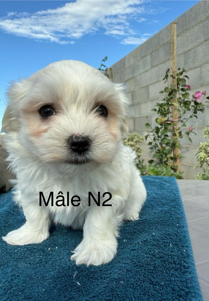 de la Vigne del Rey - Chiots disponibles - Bichon maltais