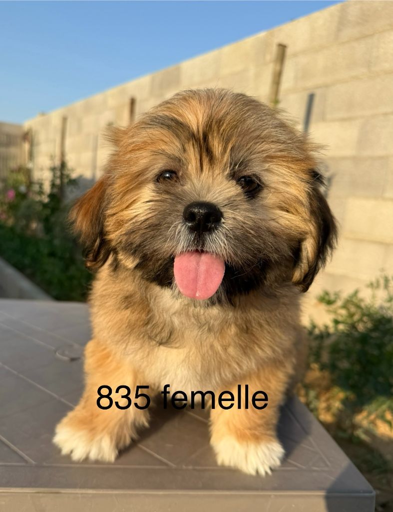 de la Vigne del Rey - Chiots disponibles - Lhassa Apso
