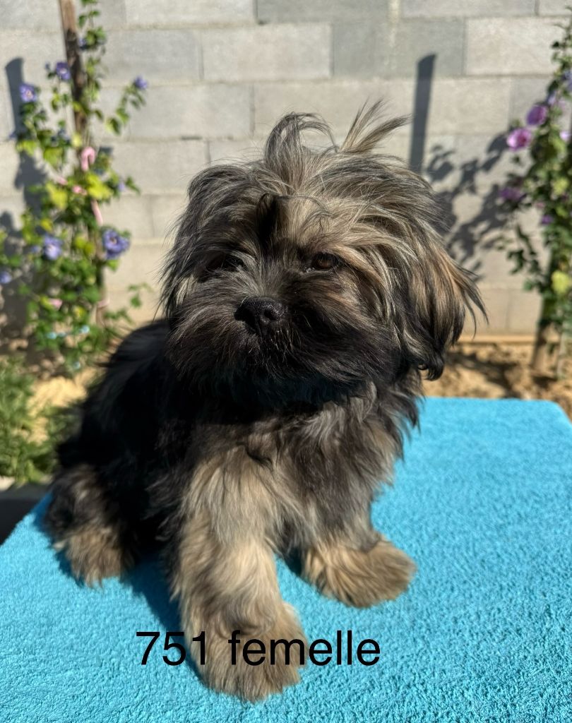 de la Vigne del Rey - Chiots disponibles - Lhassa Apso