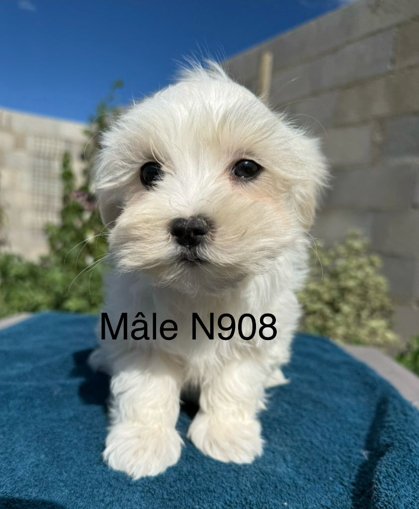 de la Vigne del Rey - Chiots disponibles - Bichon maltais