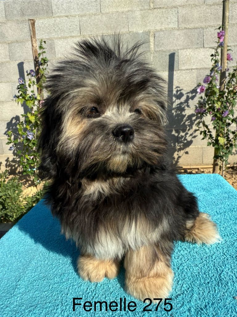 de la Vigne del Rey - Chiots disponibles - Lhassa Apso