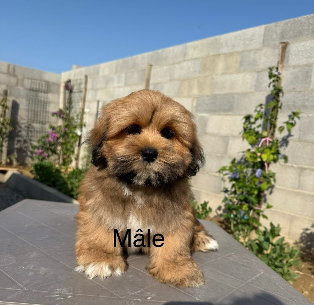 de la Vigne del Rey - Chiots disponibles - Lhassa Apso